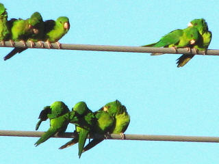greenparakeets.jpg