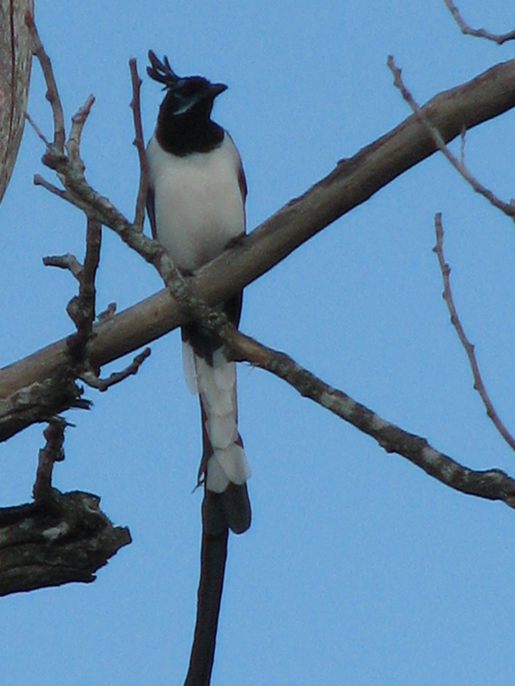Black-throated Magpie-Jay