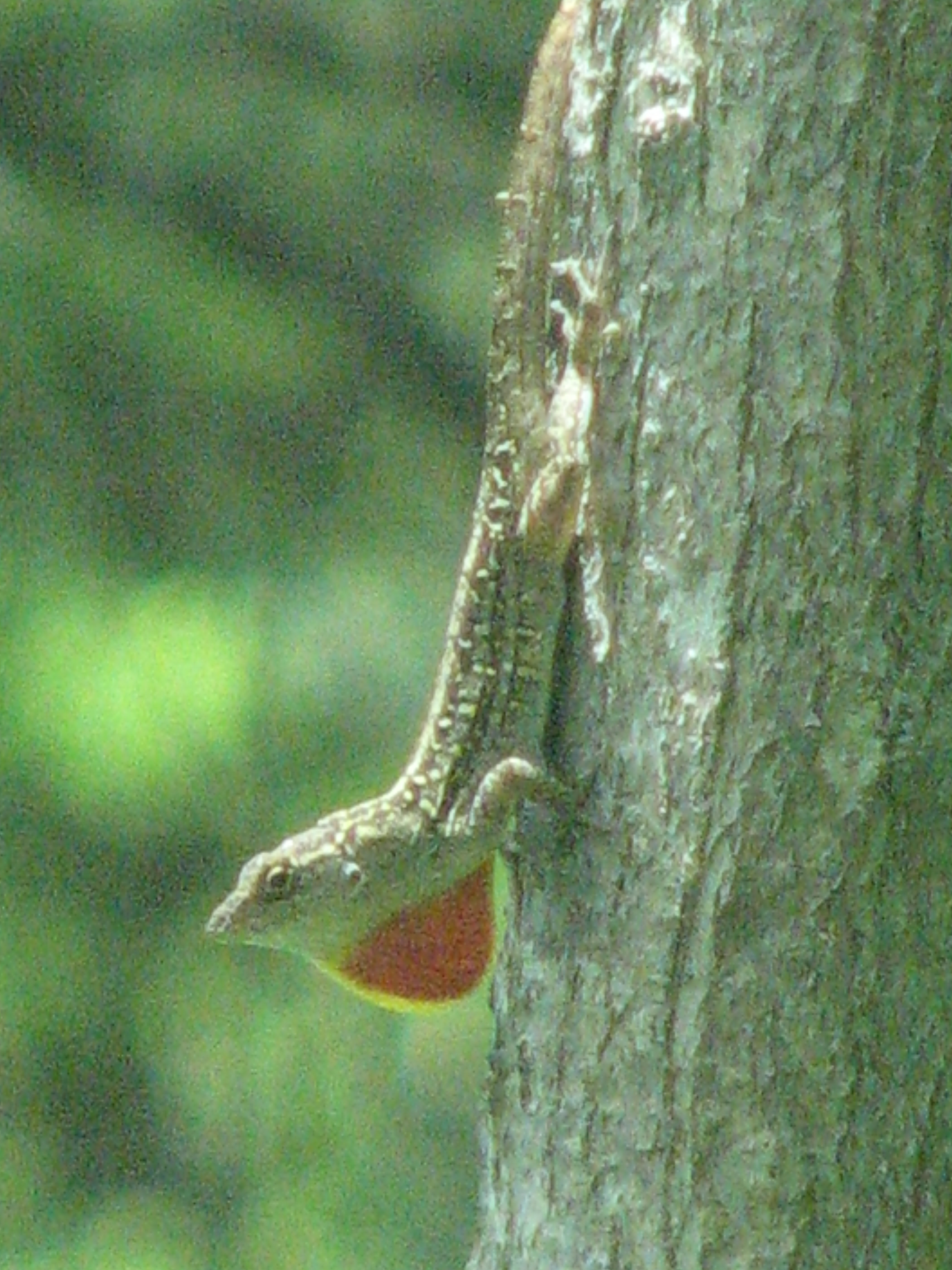 Brown Anoles