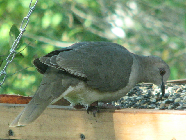 White-Tipped Dove