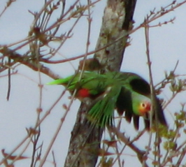 red-lored parrot