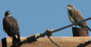 white-tailed hawks