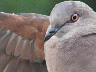 white-winged dove